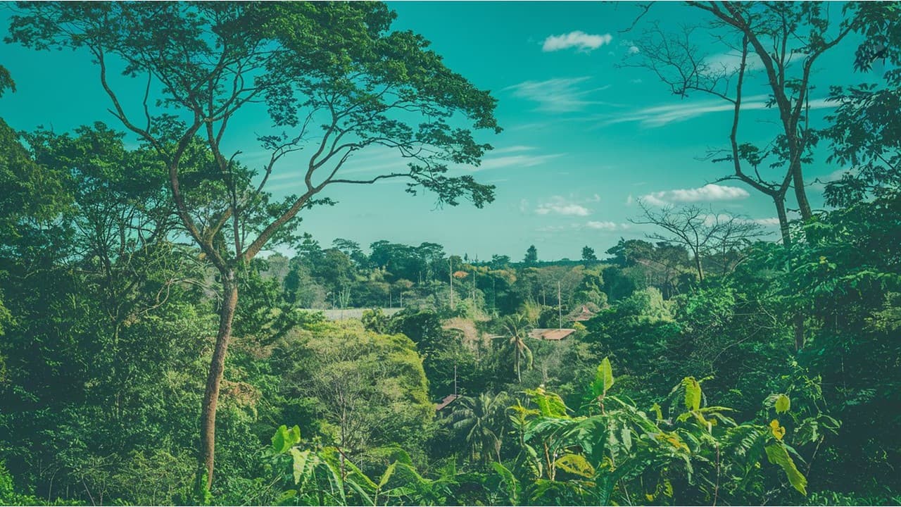 Integridade e Co-Benefícios em Projetos de Carbono: Um Caminho para a Sustentabilidade